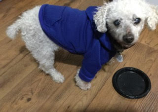 mini white poodle peppi wearing a blue dog hoodie