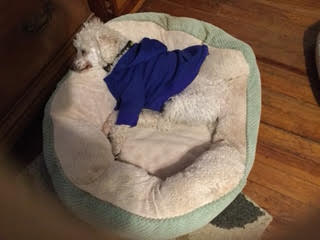 mini white poodle peppi laying in his dog bed wearing a blue hoodie