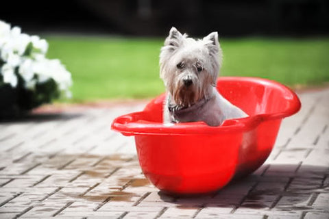 small white dog getting a bath outside in a small red tub