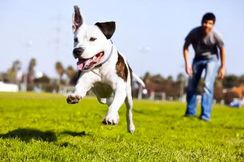 white and brown pit bull mix running in a field