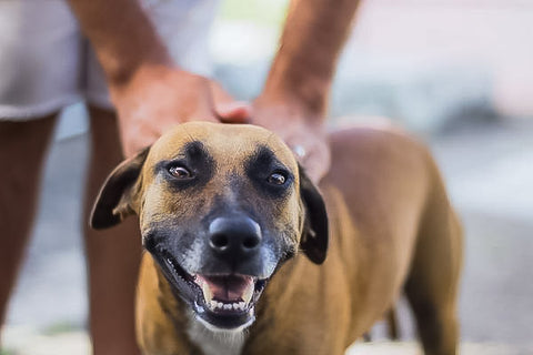 brown dog being held back by owner smiling
