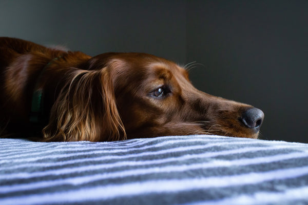 Big brown dog laying flat on a bed