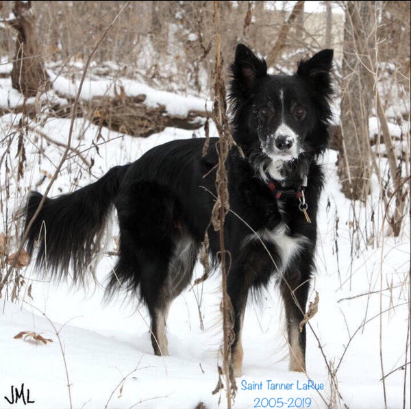 Lily the black and white Border Collie outside in the snowy woods
