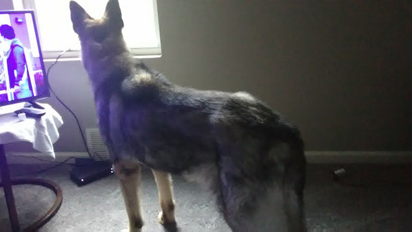 Mandy the german shepherd dog standing looking out the window