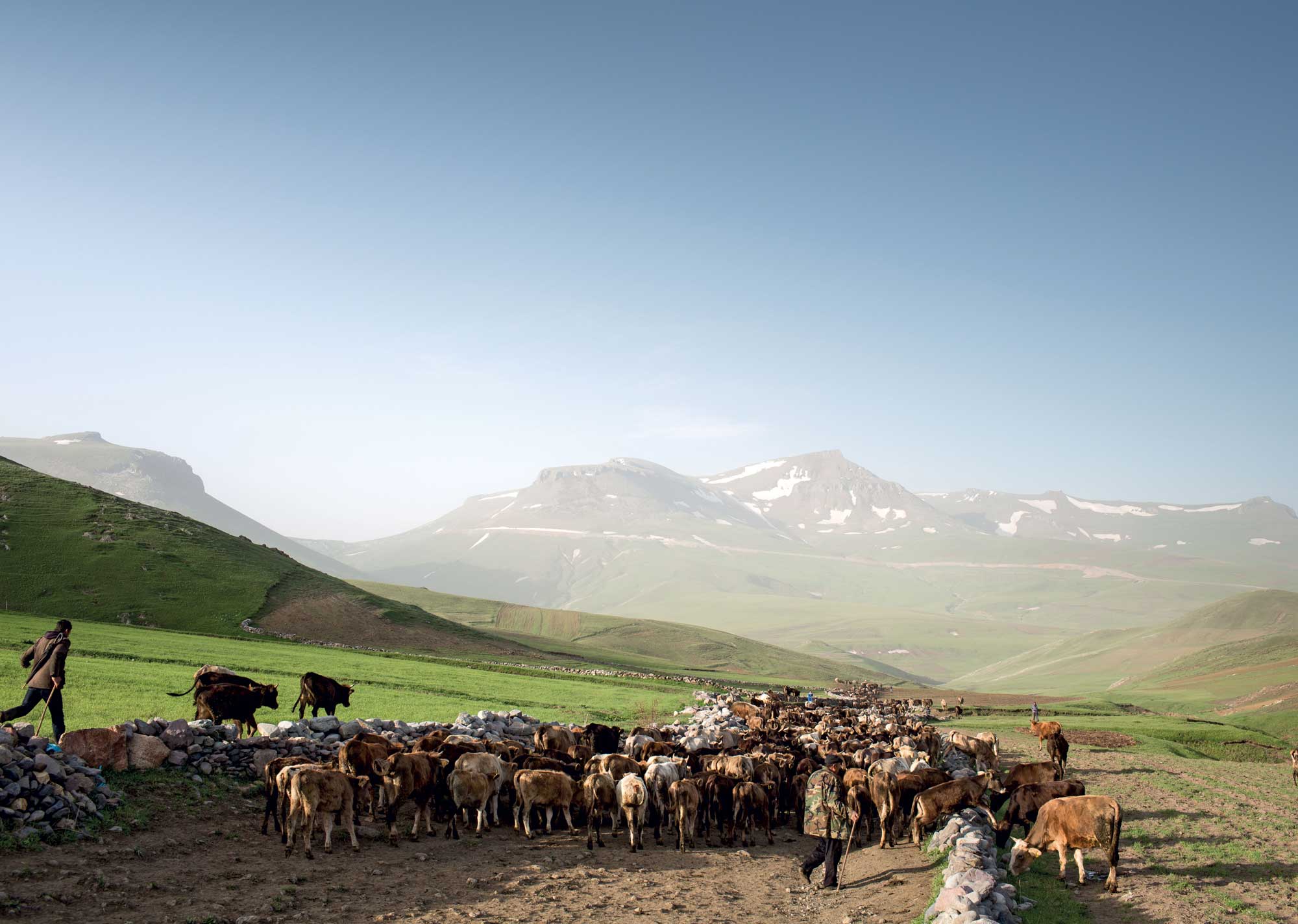 Herding cows in northeastern Turkey | Photo: David Hagerman~WHOLE
