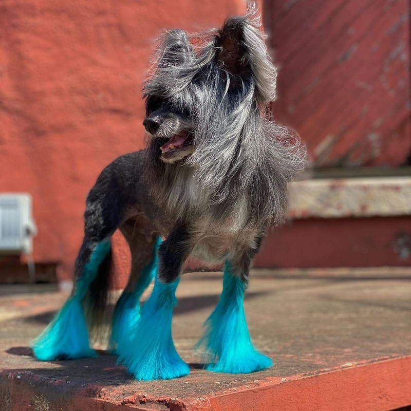 is there such thing as a blue dog