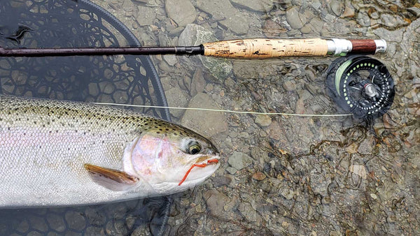 Fly Fishing Reel and Rainbow Trout
