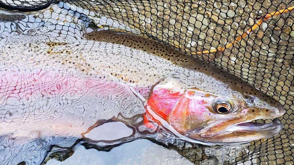 Fly Fishing with Sculpin Patterns
