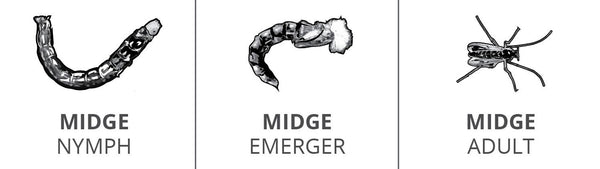 Midge Stages