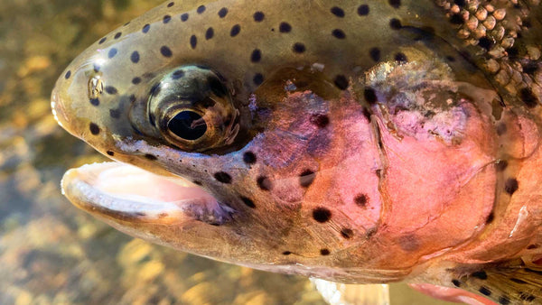 Rainbow Trout Caught Fly Fishing a River