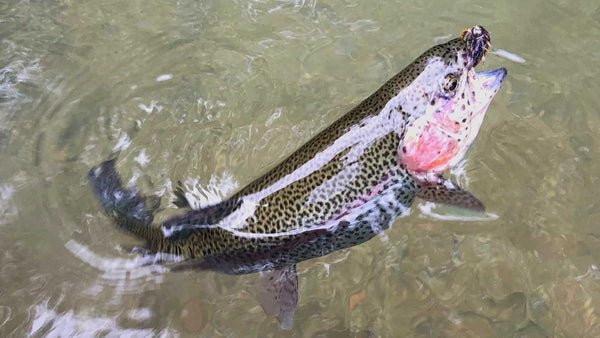 Rainbow Trout on Wolly Bugger Drifthook Fly Fishing