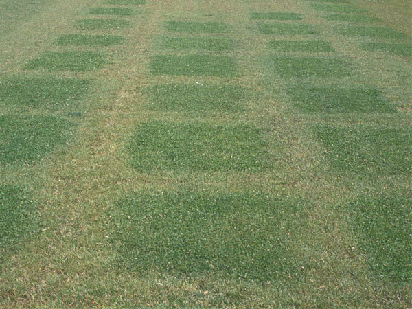Earth Turf Drought Trials