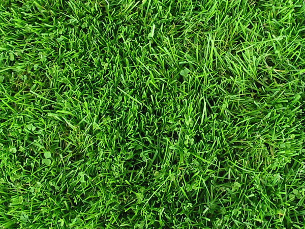 Earth Turf close up