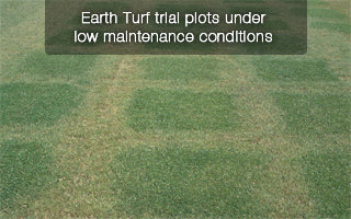 Earth Turf trial grass plots during drought