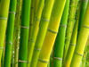 Bamboo