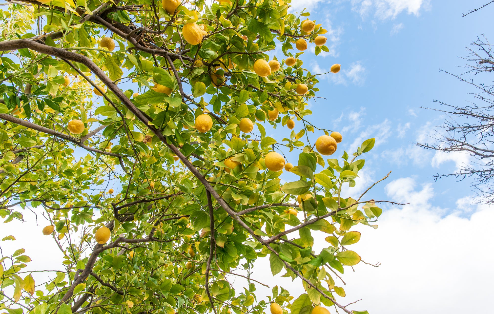  real Estate photo with lemon tree in yard in Las Vegas