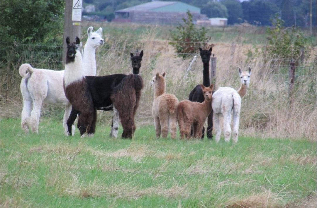 Alpacas and llamas in field