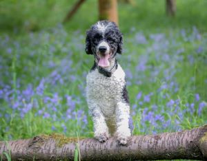 Poodle happy using Joint Aid for Dogs