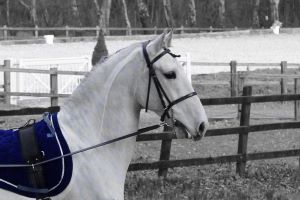 Muscle Maintenance for Horses gives dressage horse muscle support