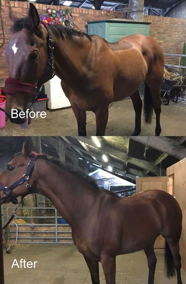 Before and after using Muscle Maintenance for Horses