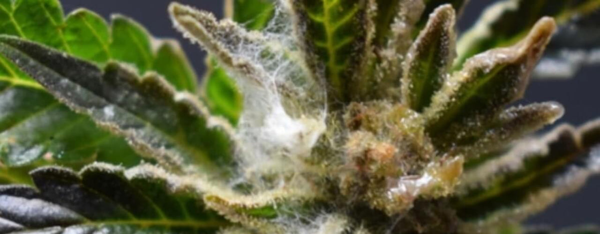 Marijuana Mold! What is it and 3 steps to avoid it - The Ultimate Guid