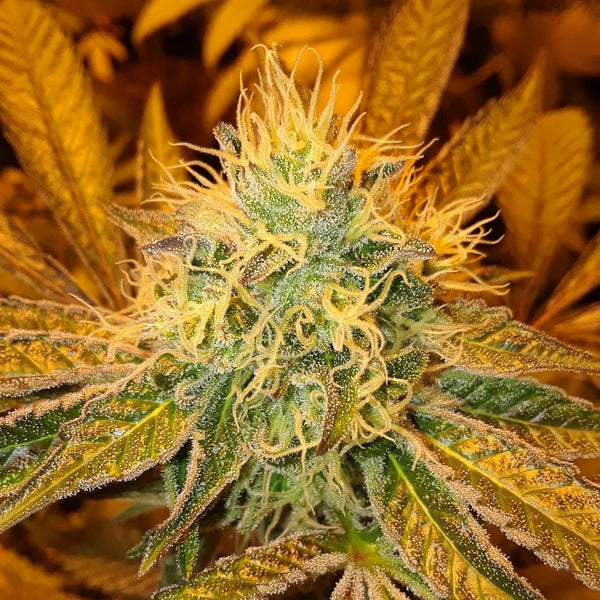 9lb hammer grow cannabis