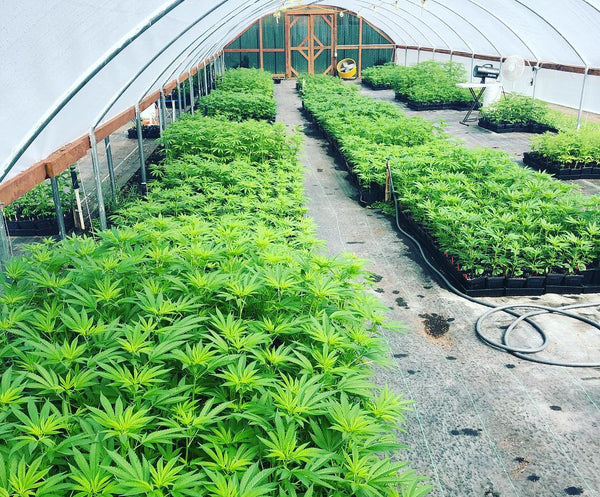 Berry White Farm Grow Cannabis
