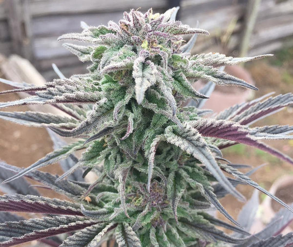 berry white kush plant spider