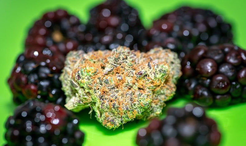 Blackberry Kush and actual blackberries, image from from Nirvana Center Dispensary on Instagram