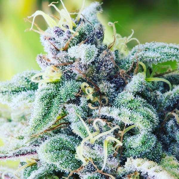 blue cheese bud marijuana plant