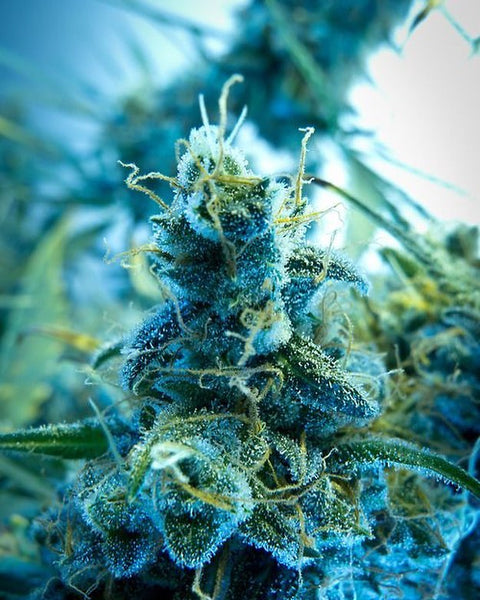 Blue dream cannabis plant