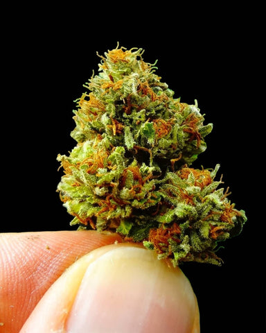 Chemdog cannabis bud