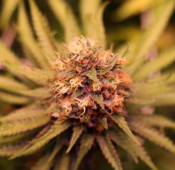 cinderella 99 cannabis flower