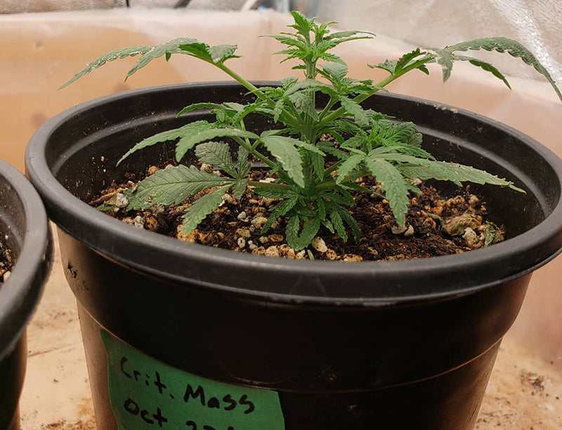 Critical Mass seedling, image from CannaFox Grows Cannabis on Instagram