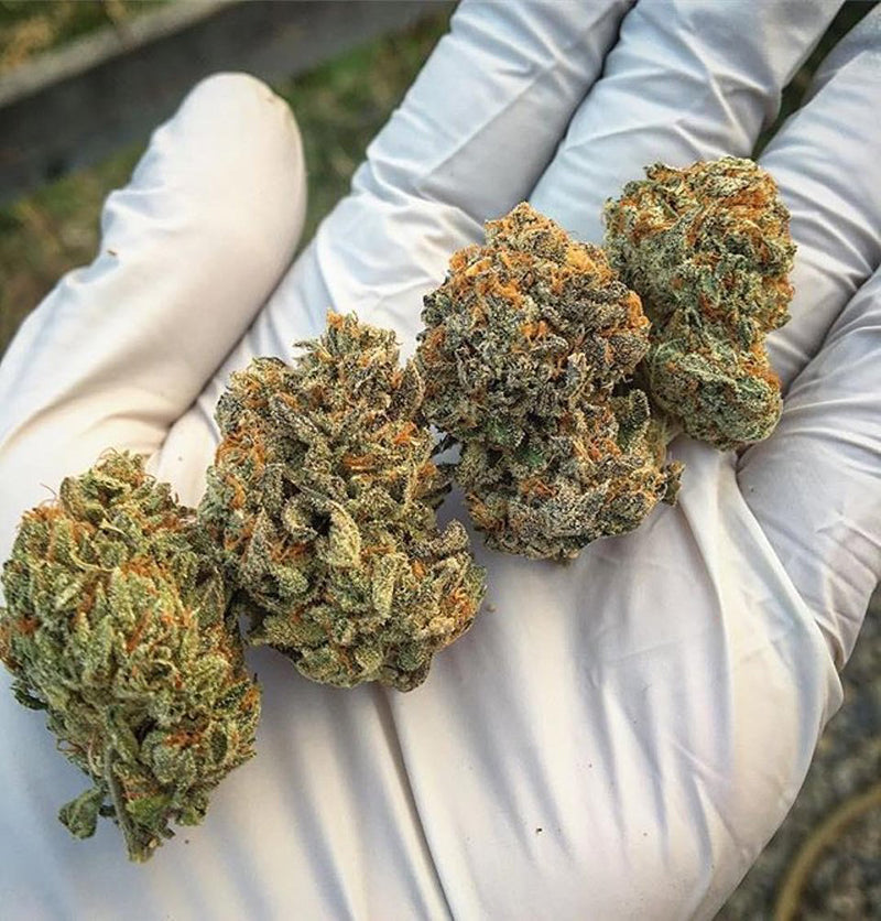 A gloved hand holding Sunset Sherbet nugs or buds, from a Reddit sub-reddit called r trees)