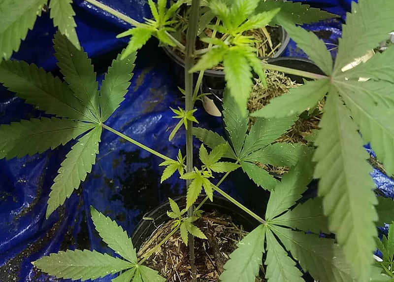 Kandy Kush seedling, image from No Till Organics 420 on Instagram