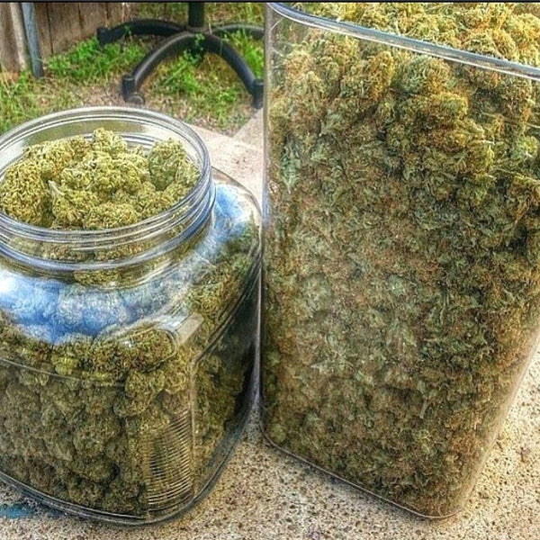 Master Kush cannabis buds bulk