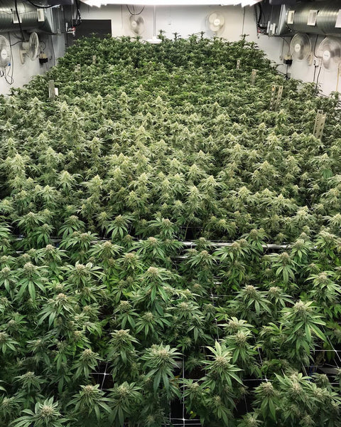 Master Kush Grow Marijuana Plants