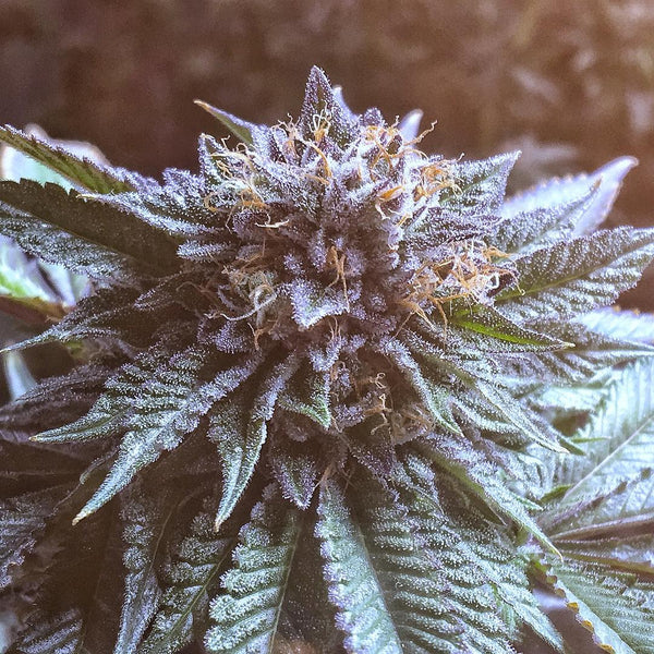 Master Kush Plant Grow Marijuana