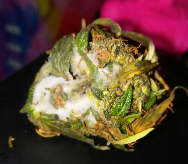 A sad nug of moldy weed, form Athena Babbee on Instagram
