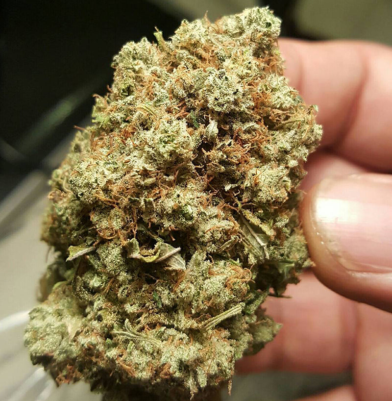 Nice close up of a Kandy Kush nug, image from Cannabis Catered Events on Instagram