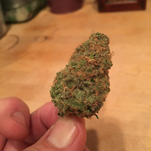 northern lights cannabis weed