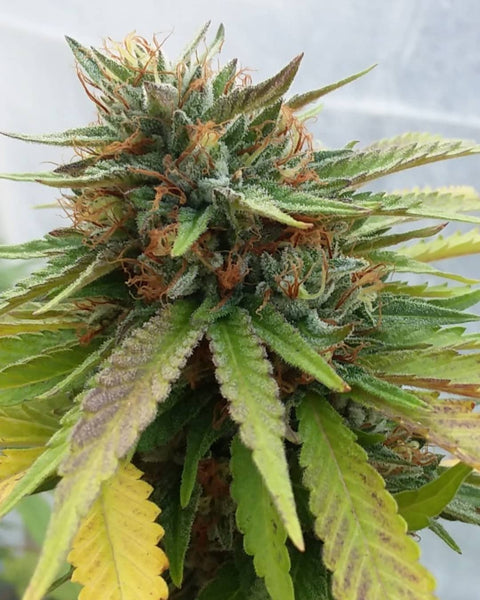 og kush flower grow