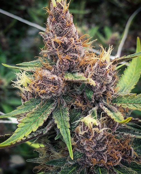 Purple Urkle marijuana plant
