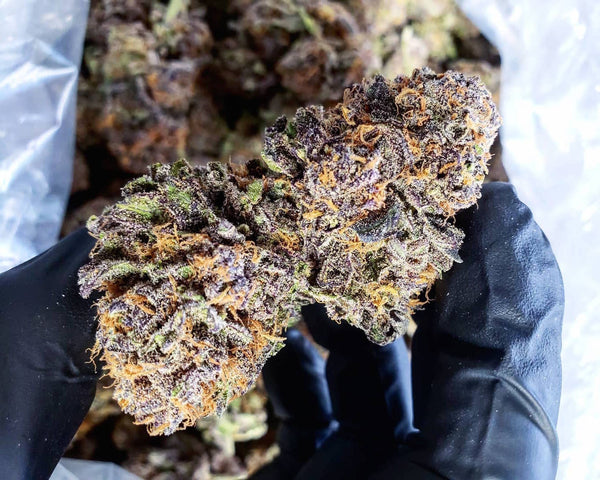 Purple Urkle Medical purp nugs