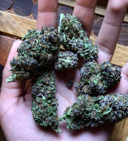 Purple Urkle buds in hand