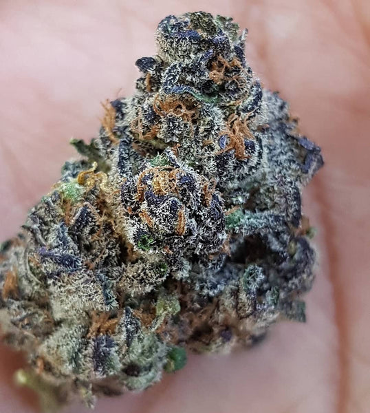 Purple kush nug marijuana
