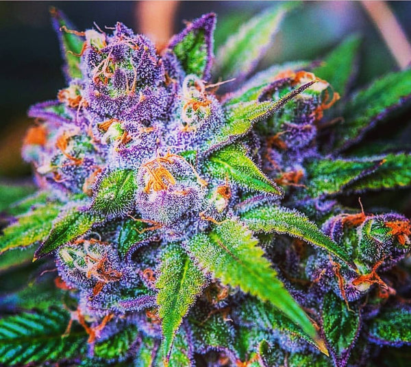 purple kush strain marijuana