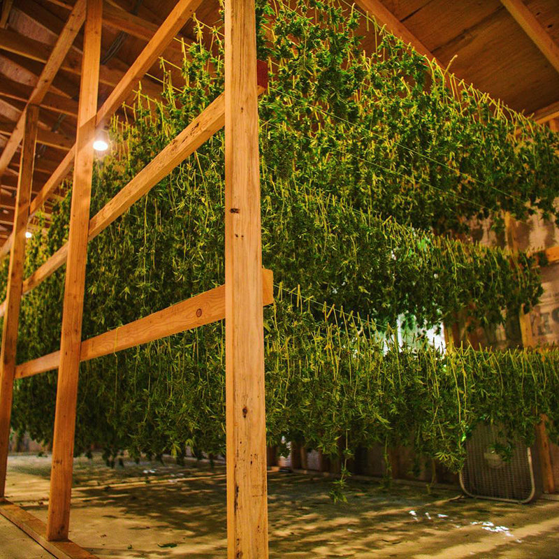 Racks of drying pot plant branches, image from Fresh Off the Hill Farm on Instagram