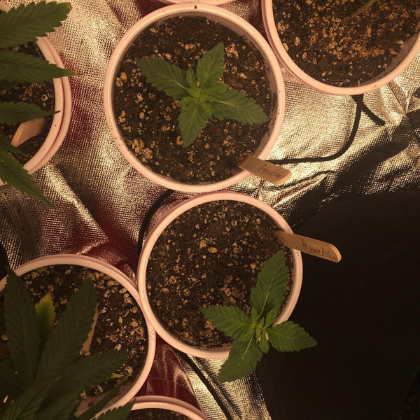 Stardawg Plant Cannabis Grow